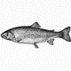 MG: trout; salmon