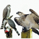 MG: raptor; bird of prey; raptorial bird