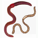 MG: worm; pier; aardworm; regenworm; wurm