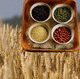 MG: cereale; grano