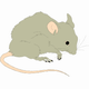 MG: 廿日鼠 [はつかねずみ]; マウス; 二十日鼠 [はつかねずみ]; ねずみ