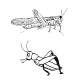 MG: grasshopper; hopper
