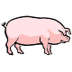 MG: o porco; Sus; suíno