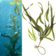 MG: kelp
